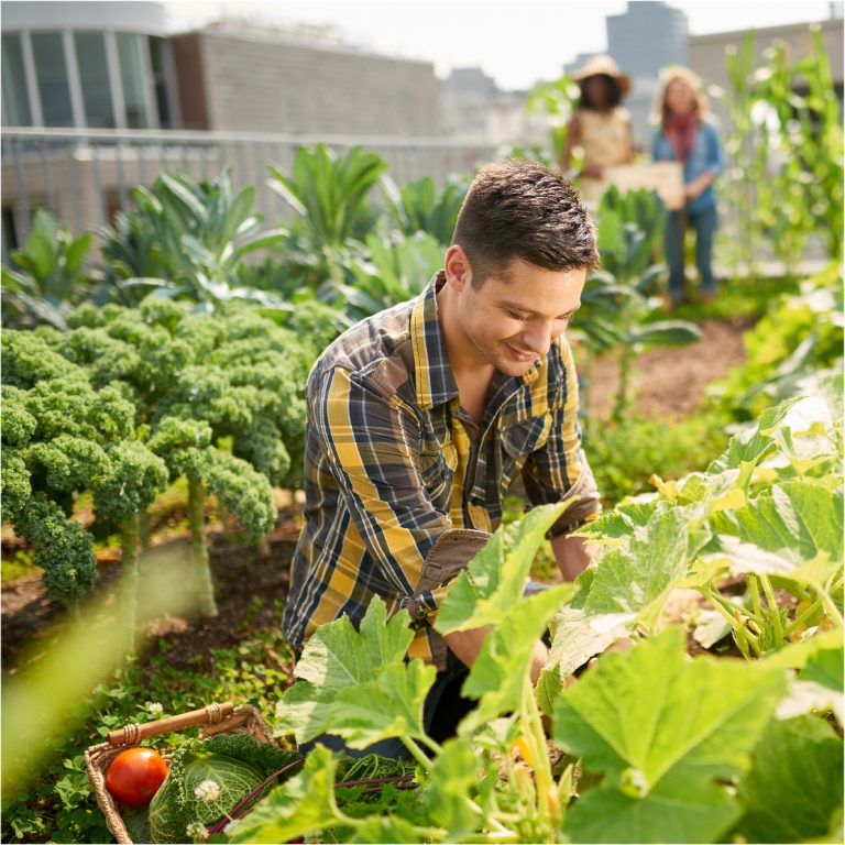 Rooftop farming