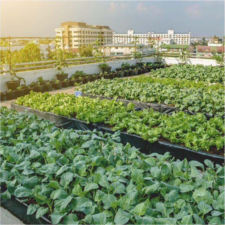 Rooftop Farming