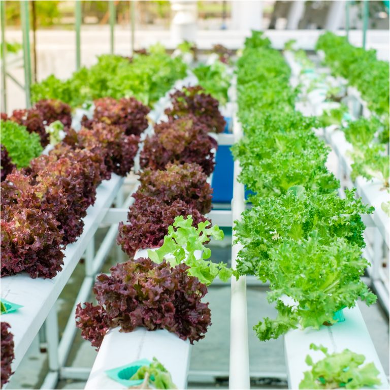 Rooftop farming