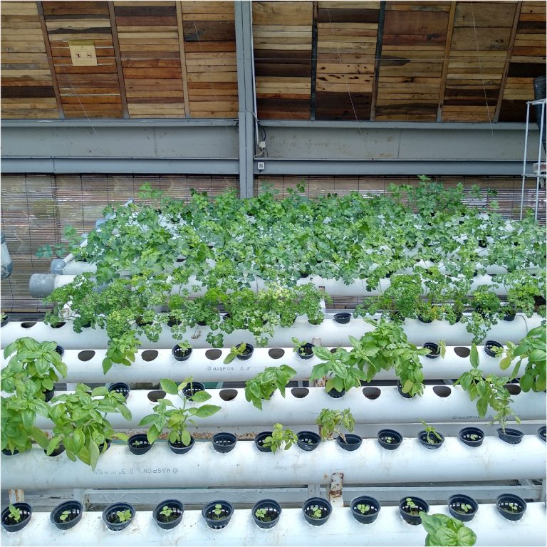 Rooftop farming