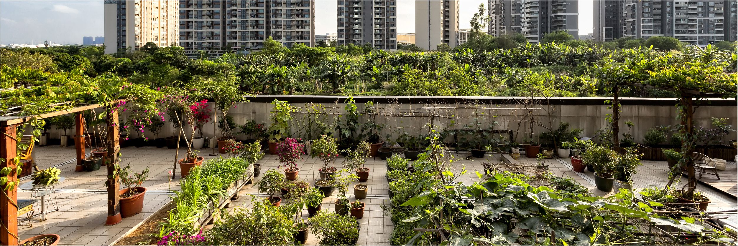 Rooftop Farming