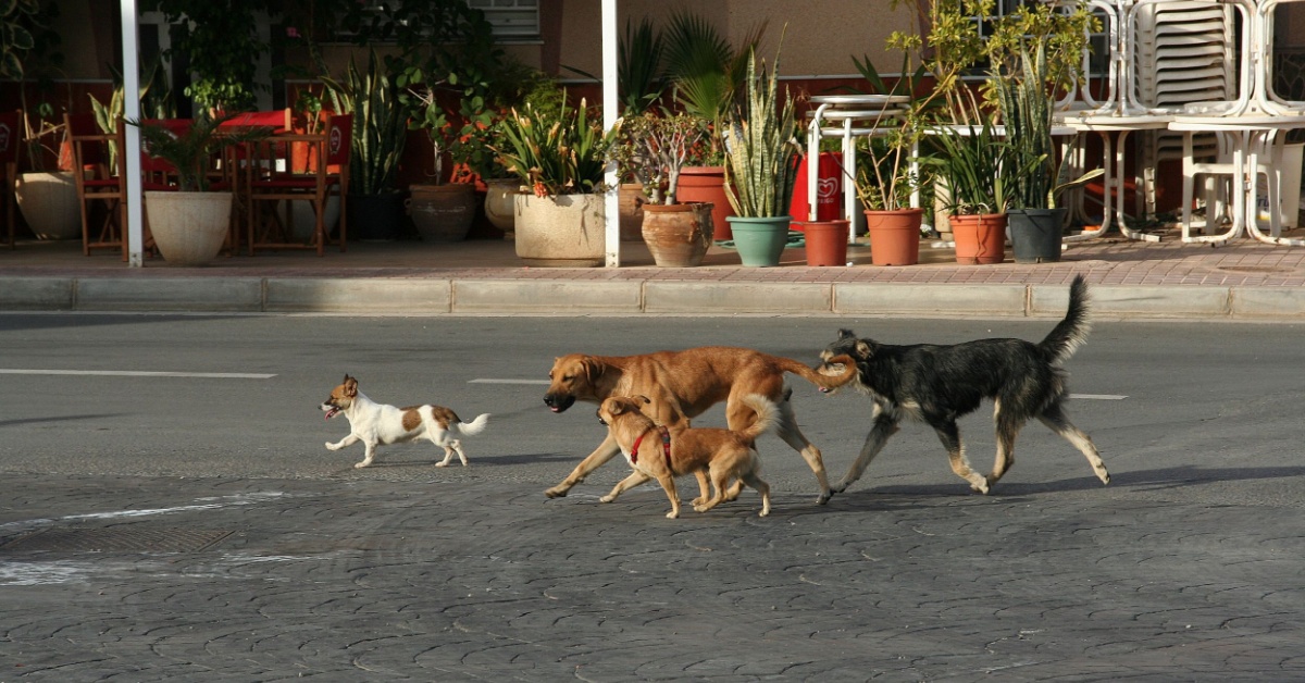 Street Dogs in Housing Society