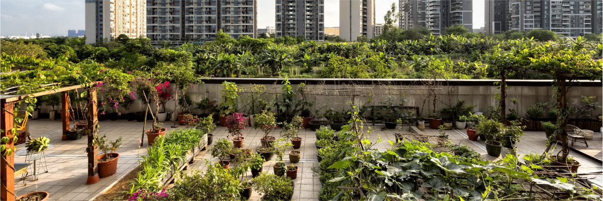 Rooftop Farming A Hit During Id 19